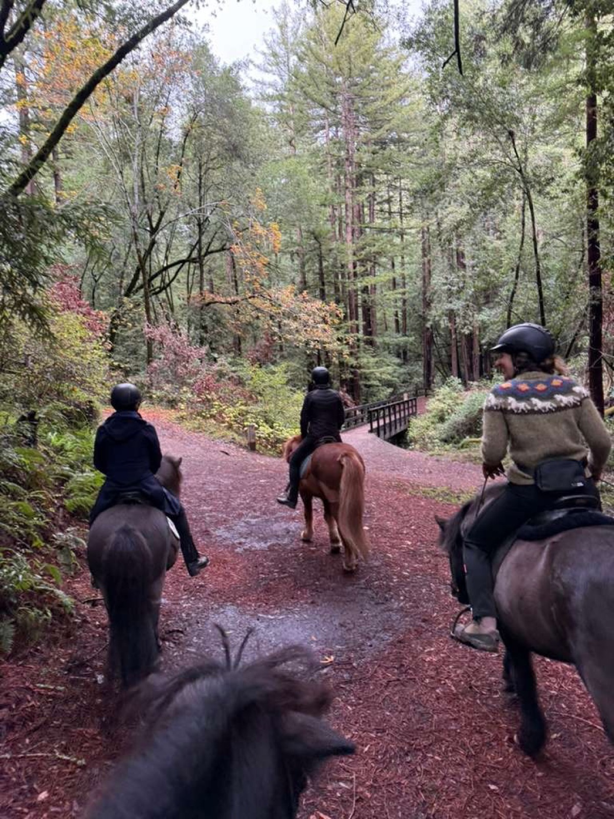 A group of riders following a forest trail